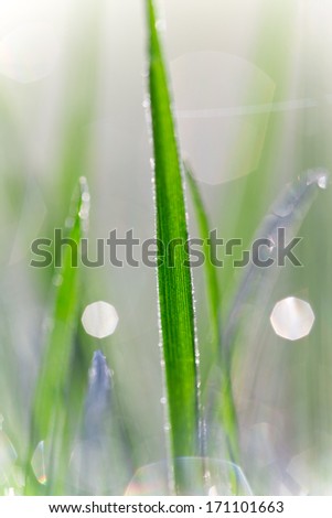 Fresh green grass with water droplet in sunshine(Shallow Dof)
