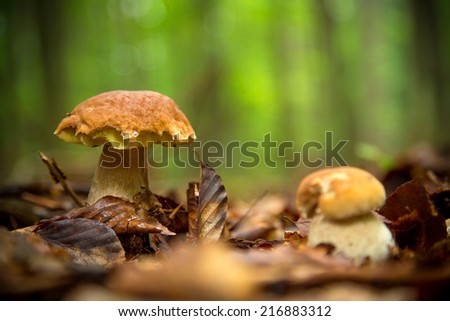 Boletus mushroom in the forest, close-up.
