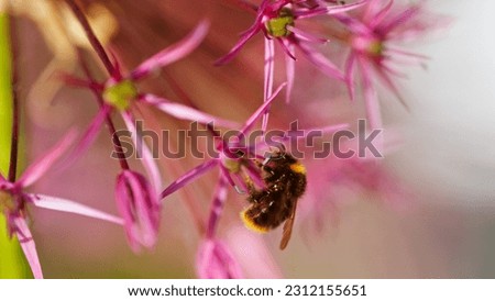 Similar – Image, Stock Photo Faded ornamental garlic ( Allium ) in the blue sea of flowers of catnip ( Nepeta )