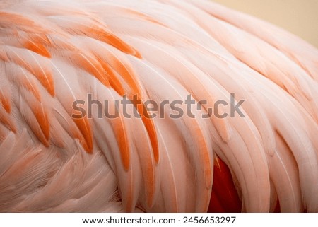 Similar – Foto Bild Vogel Close Up Profil Silhouette Schwarz und Weiß auf Pole und Draht