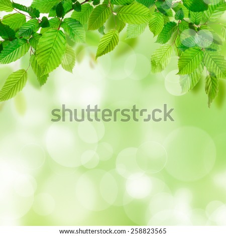 Greef leaves foliage bokeh background