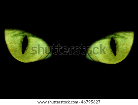 Green feline eyes in the dark