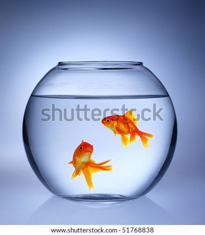 Gold Fishes In Aquarium Stock Photo 51768838 : Shutterstock