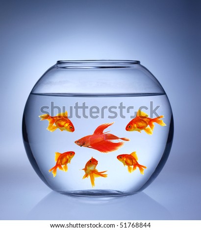 Gold fishes and one red warrior in aquarium