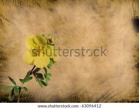 old grunge flower paper texture background