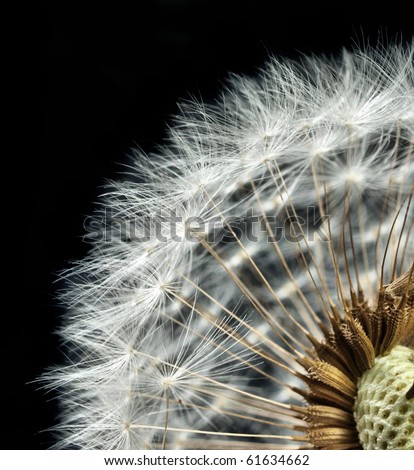 Similar – Image, Stock Photo Fluffy soft seed umbels on already withered stems