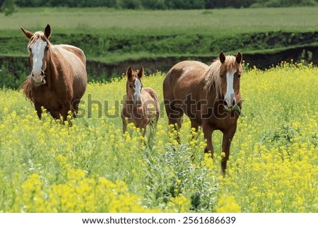 Foto Bild Stallhof am frühen Abend