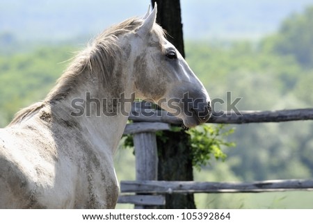 Portrait of muddy horse