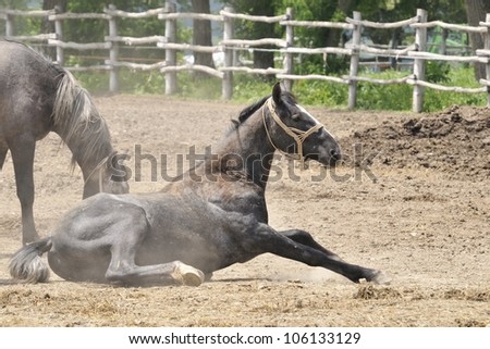 A horse that likes lying in the dust