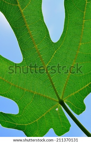 Green fig leaf