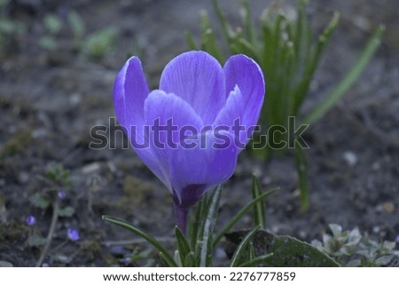 Similar – Image, Stock Photo Early bloomer crocus macro shot violet