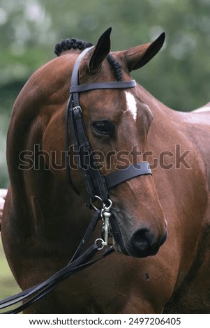 Similar – Image, Stock Photo Eye of brown horse detail