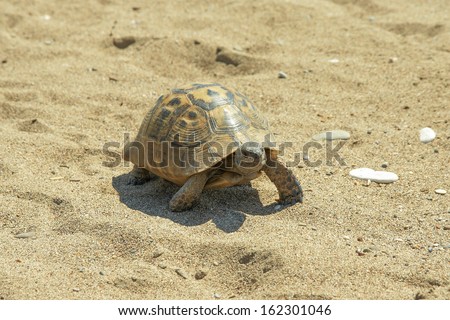reptile turtle desert animal slow speed sea sand
