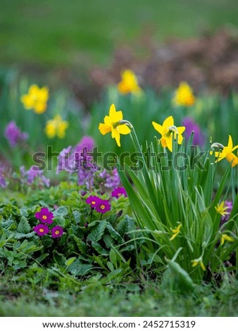 Similar – Image, Stock Photo Narcissus bush with green leaves and yellow flower in the garden