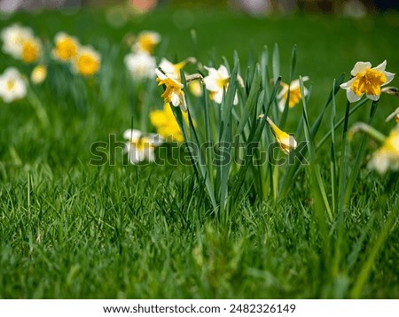 Similar – Image, Stock Photo Narcissus bush with green leaves and yellow flower in the garden