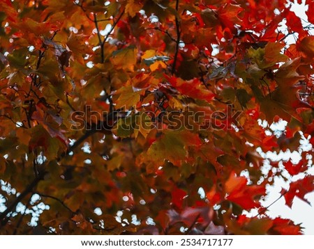 Similar – Image, Stock Photo Light falls through the foliage