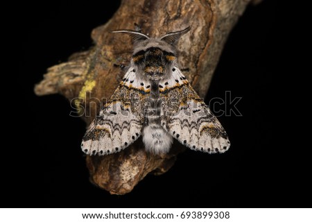 Sallow kitten moth (Furcula furcula) against black. British insect in the family Notodontidae at rest, wings held partially open Imagine de stoc © 
