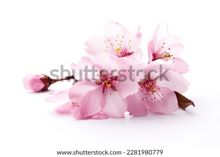 Similar – Image, Stock Photo pink tree blossom in spring