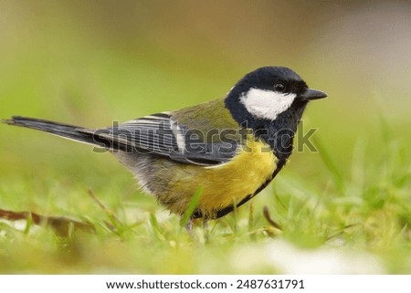 Image, Stock Photo great tit on a branch in the forest