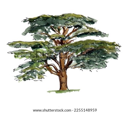 Cedar tree ink watercolor sketch illustration. Large tree art, cedar of Lebanon. Woodland vector.