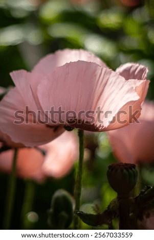 Similar – Image, Stock Photo Flowering poppy at the edge of the field (Island of Rügen)