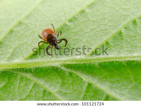 tick on green leaf, macro crop