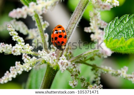 asian lady beetle, blooming, stinging nettle