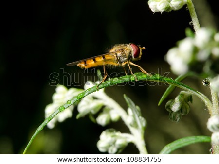 hover fly side view, waiting in rain