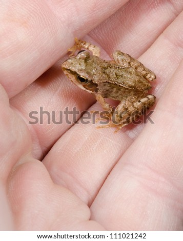 little toad in hand