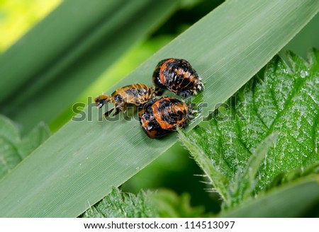 cluster of ladybird pupae, reed grass and stinging nettle