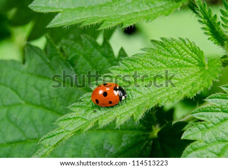 seven spotted ladybird portrait on stinging nettle