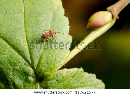 plant bug on leaf, bud