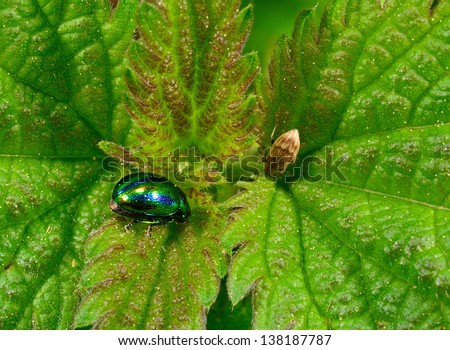 beetles and stinging nettle