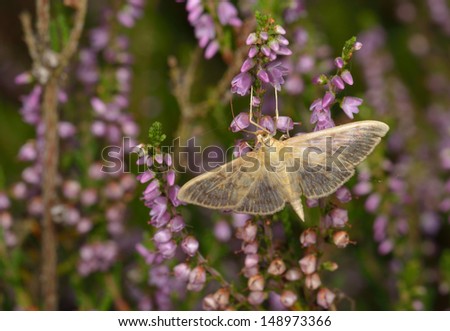 small moth feeds on heather