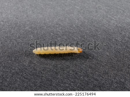 clothes moth caterpillar macro