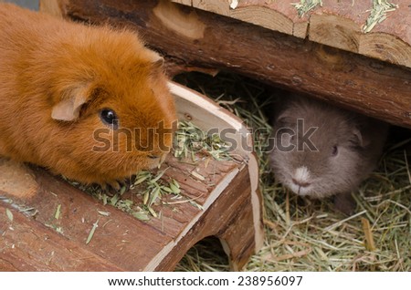 guinea pigs at home (US-Teddy)