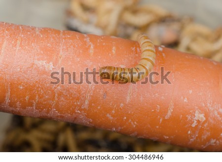 meal worm on carrot