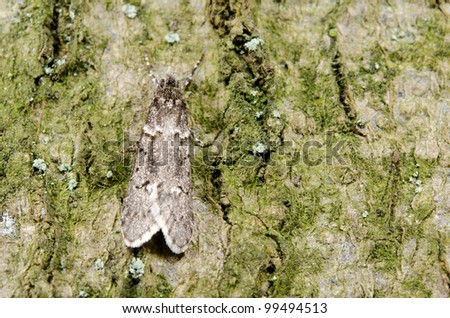 small moth rests on tree