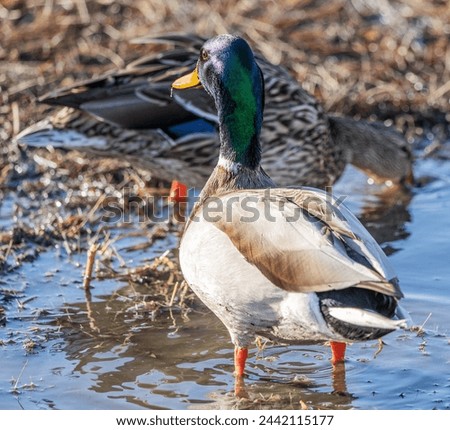 Similar – Image, Stock Photo Mallard on a freshly trimmed pollard willow