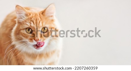 Similar – Image, Stock Photo Cute ginger cat in xmas jumper