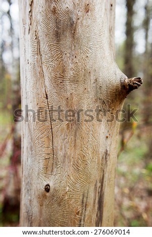 Freakish traces of bug bark beetle into tree. Dried tree in forest without bark.