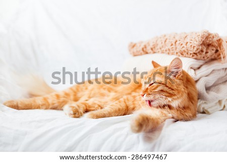 Ginger cat  lies near a pile of beige woolen clothes on a white background. Warm knitted sweaters and scarfs are folded in one heap. soft focus.