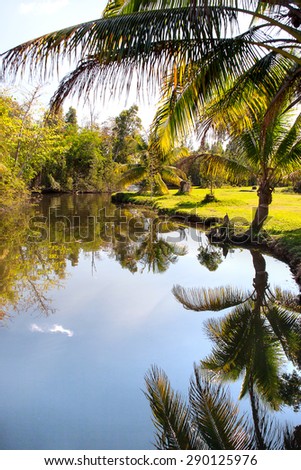 Natural background - palm trees grow on the bank of a pond. Cuba.