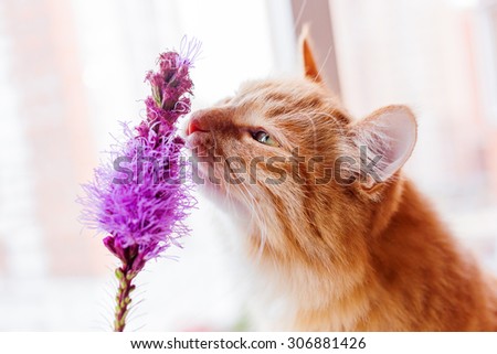 Ginger cat smells a bright lilac flower. Cozy spring morning at home. Cute background.