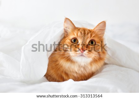 Ginger cat lies on bed. The fluffy pet comfortably hid under a blanket to sleep or to play. Cute cozy background, morning warm bedtime at home.