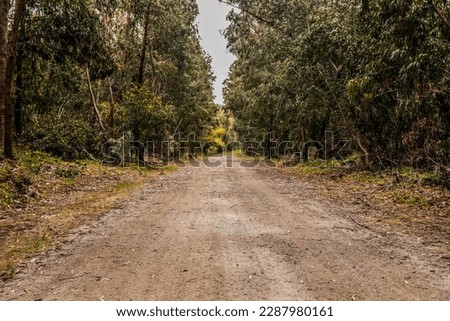 Foto Bild Ländlicher Feldweg durch frühlingsgrüne Felder. Ländliche Abendszene