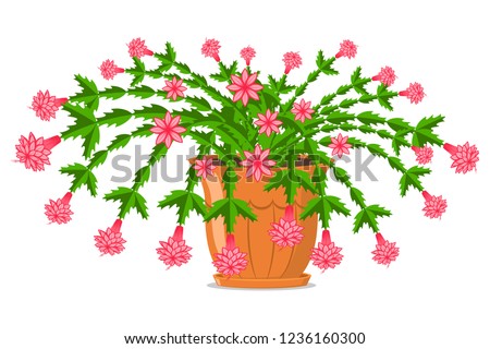 Blooming Christmas cactus in a pot. Vector cartoon illustration isolated on white background.