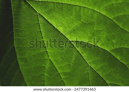 Similar – Image, Stock Photo Bright green leaf texture.