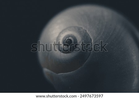 Similar – Image, Stock Photo Sea snail against black background