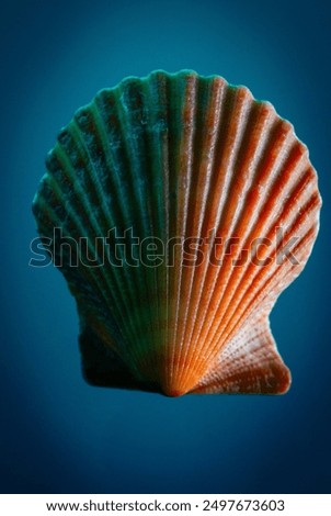 Similar – Image, Stock Photo Sea snail against black background